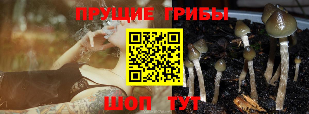 Псилоцибиновые грибы Cubensis  Вход с VPN  Дедовск 